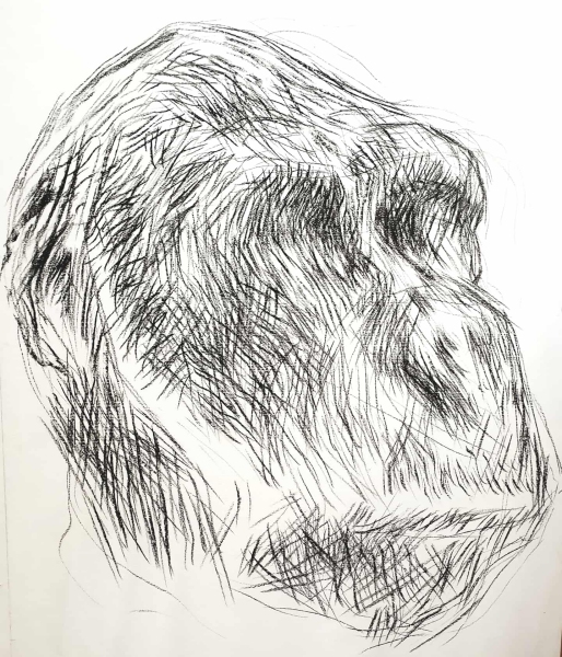 files/chimpanze-2019.jpg
