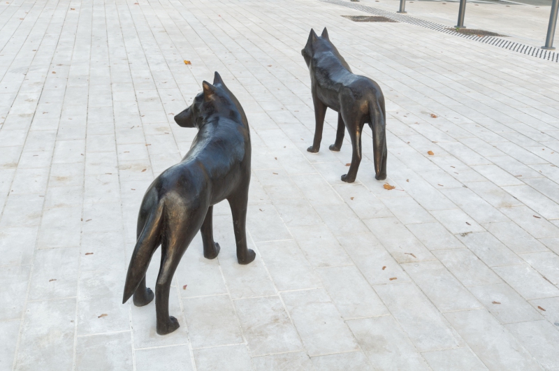 files/erable-et-loups-angers-vue-de-dos.jpg