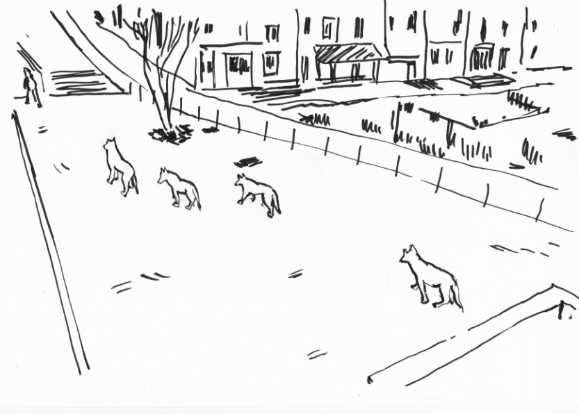 files/loups-angers-projet-1.jpg